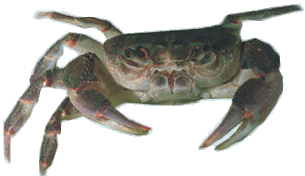 granchio