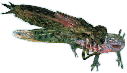 libellula