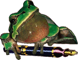 ANIMALI DI ACQUA DOLCE